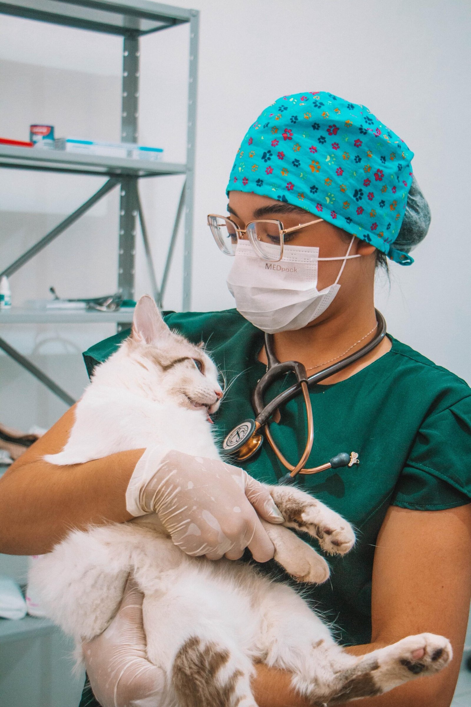 Município realiza 1ª campanha gratuita de castração de cães e gatos
